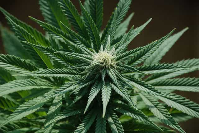 Marihuana
