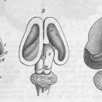 Padre de la Psicología